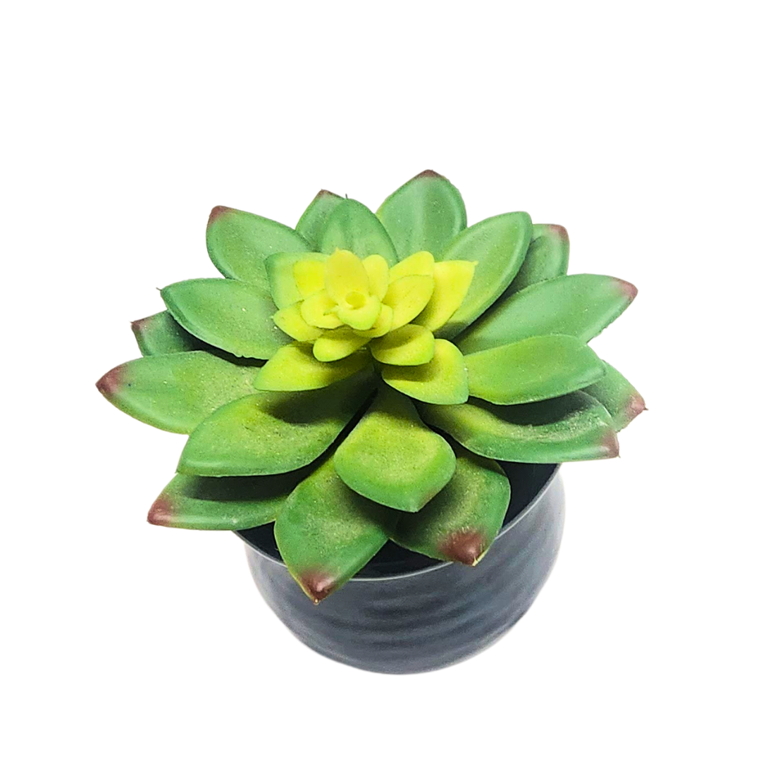 Succulent in Blue Pot image 5
