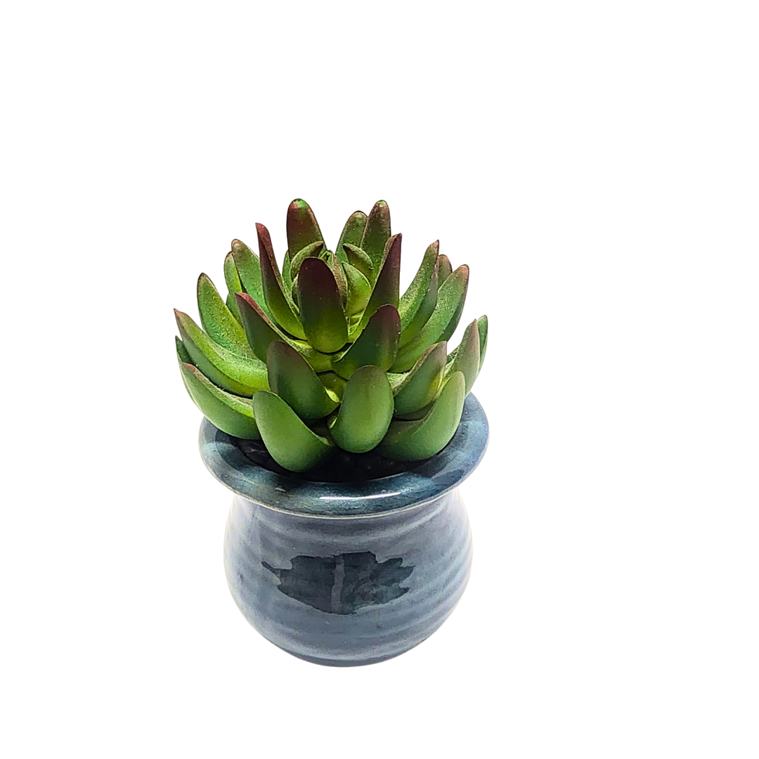 Succulent in Blue Pot image 3