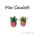 Mini Succulents image 0