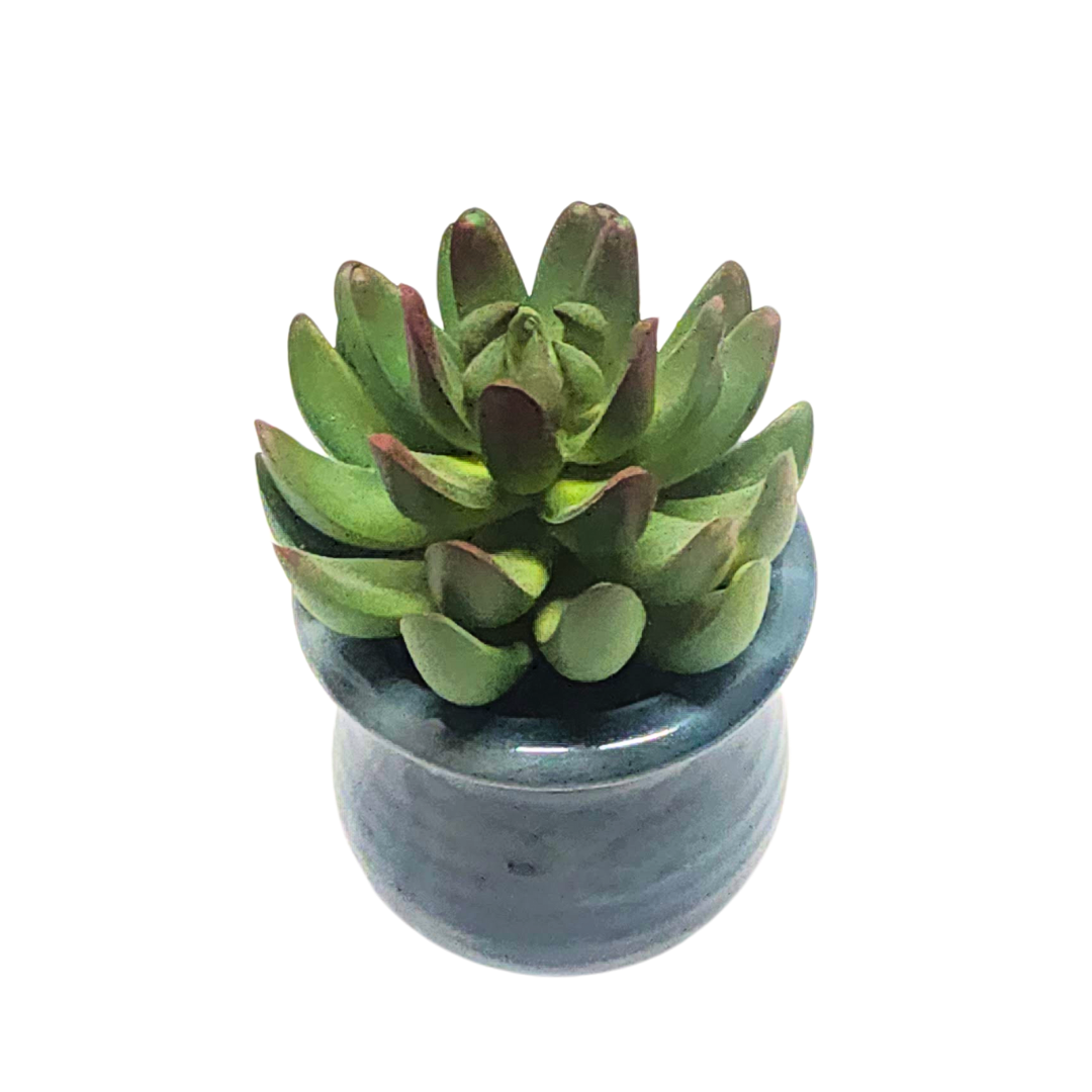 Succulent in Blue Pot image 2