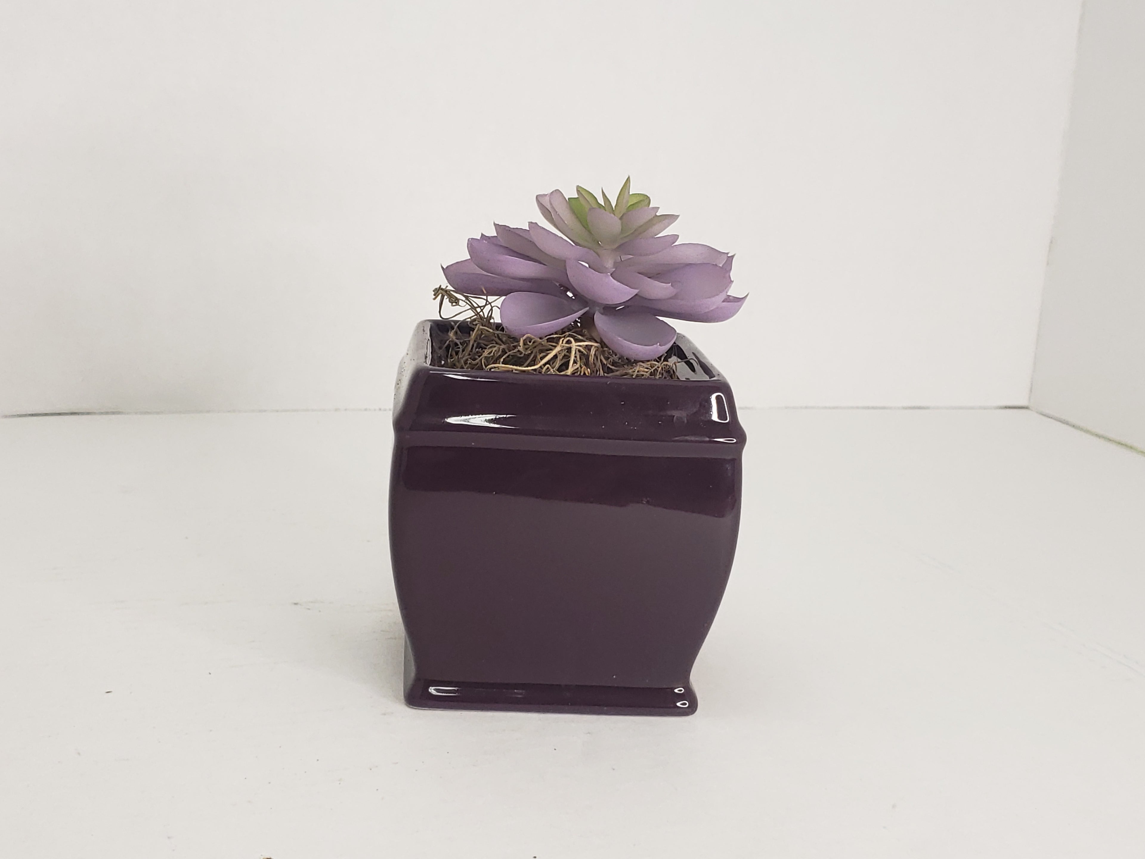 Succulent in Purple image 1