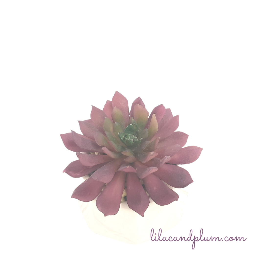 Purple Succulent in White Pot image 1