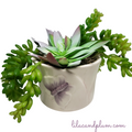 Faux Succulent Garden in Butterfly Pot image 0