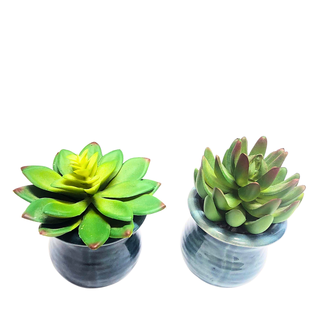 Succulent in Blue Pot image 1