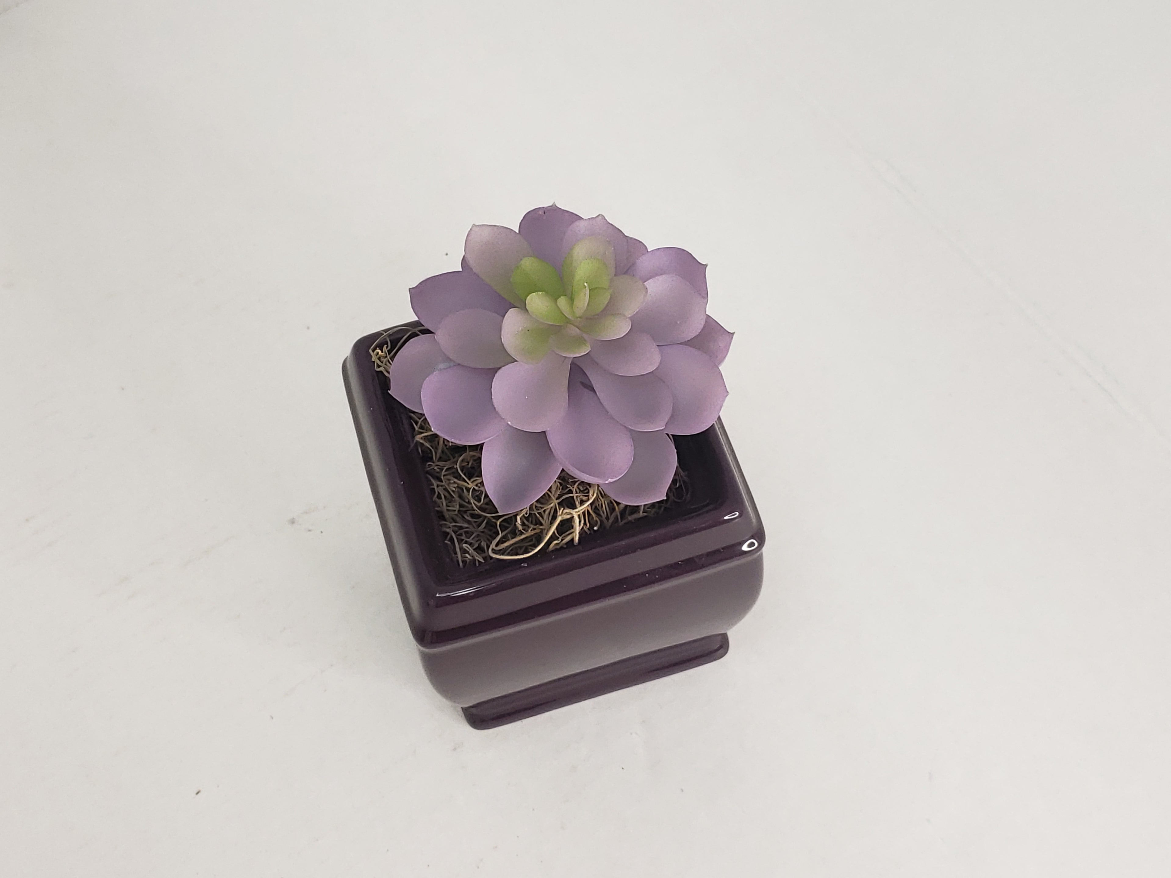 Succulent in Purple image 0