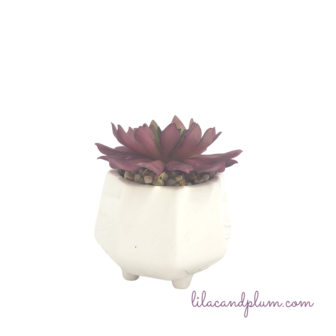 Purple Succulent in White Pot image 0
