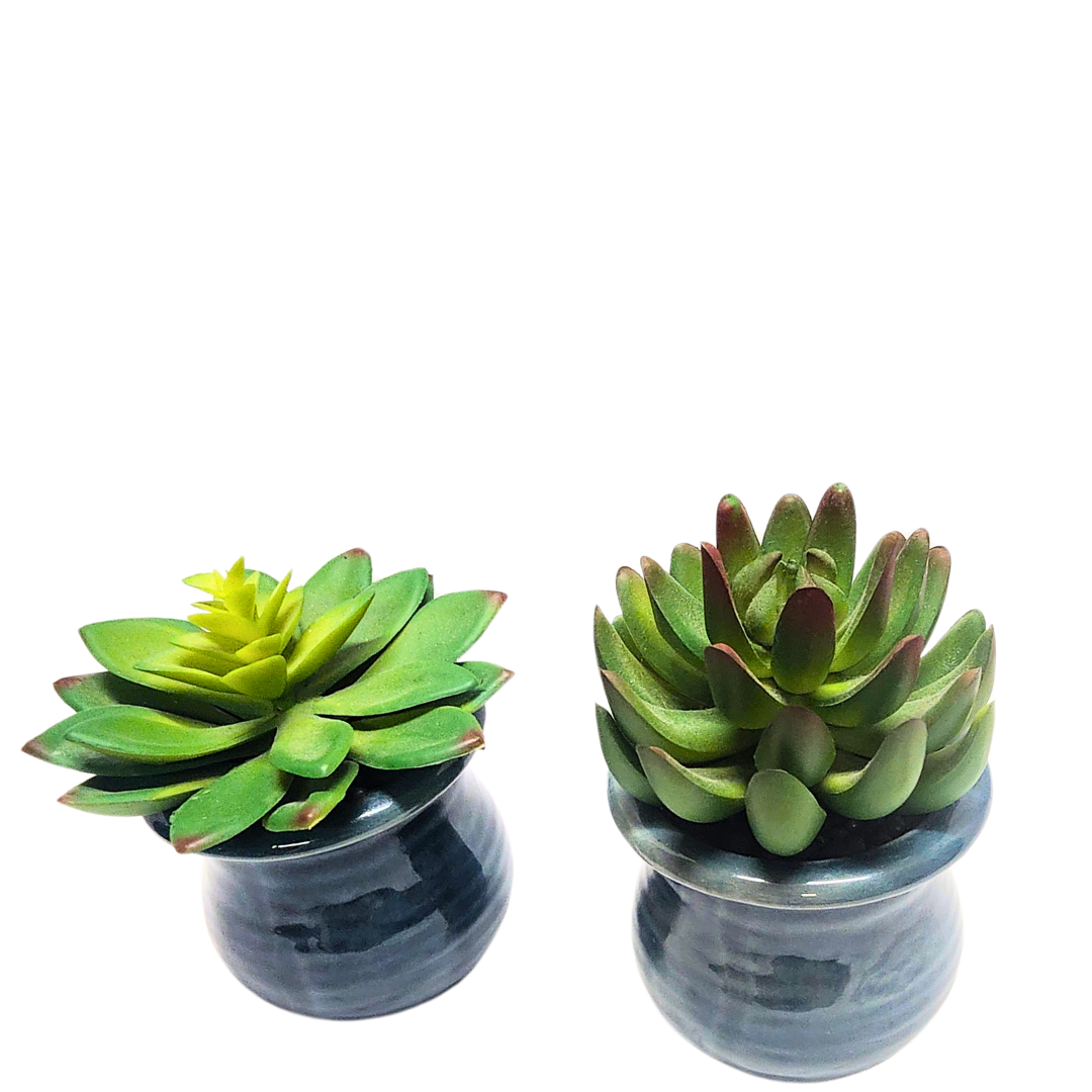Succulent in Blue Pot image 0