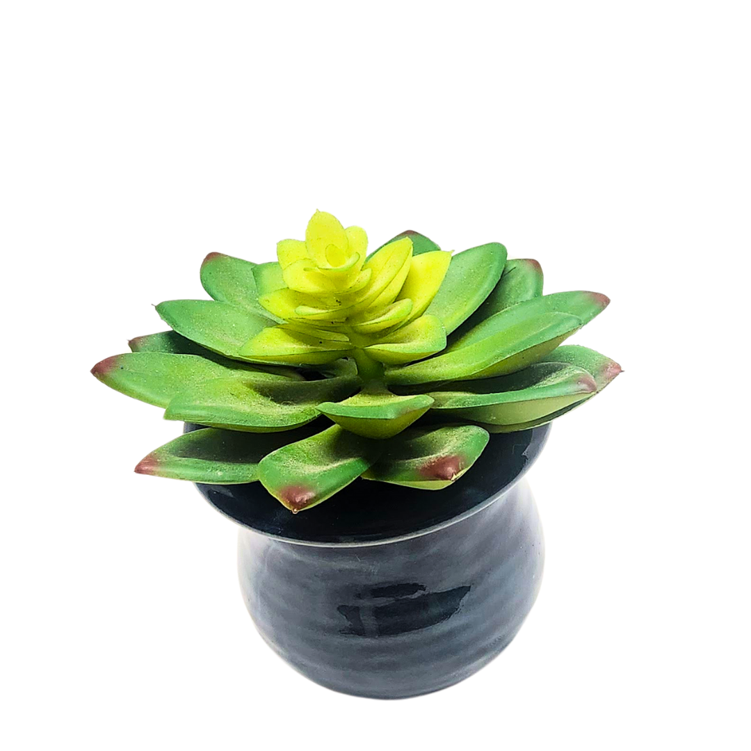 Succulent in Blue Pot image 4